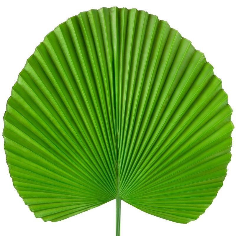 Eurofirany, kwiat liść, długość 83 cm, długość liść 38 cm, zielony