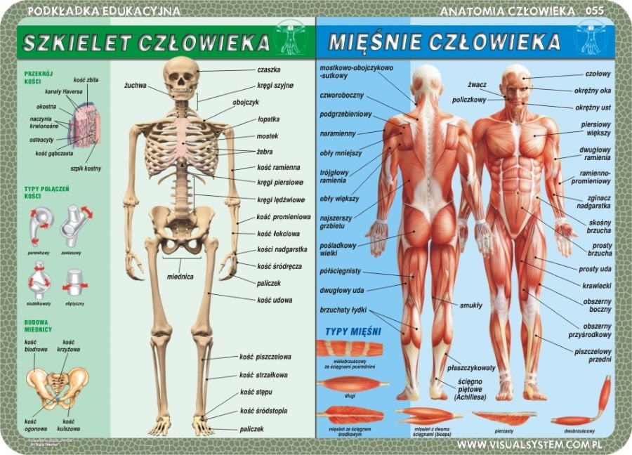 Podkładka na biurko, mata, dwustronna, Człowiek: szkielet, mięśnie, zmysły, mózg