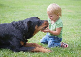 Pies a dziecko - dobroczynny wpływ zwierząt domowych
